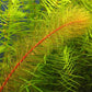 מיריופילום הטרופילום Myriophyllum Heterophyllum