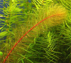 מיריופילום הטרופילום Myriophyllum Heterophyllum
