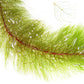 מיריופילום הטרופילום Myriophyllum Heterophyllum