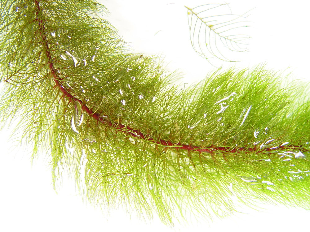 מיריופילום הטרופילום Myriophyllum Heterophyllum