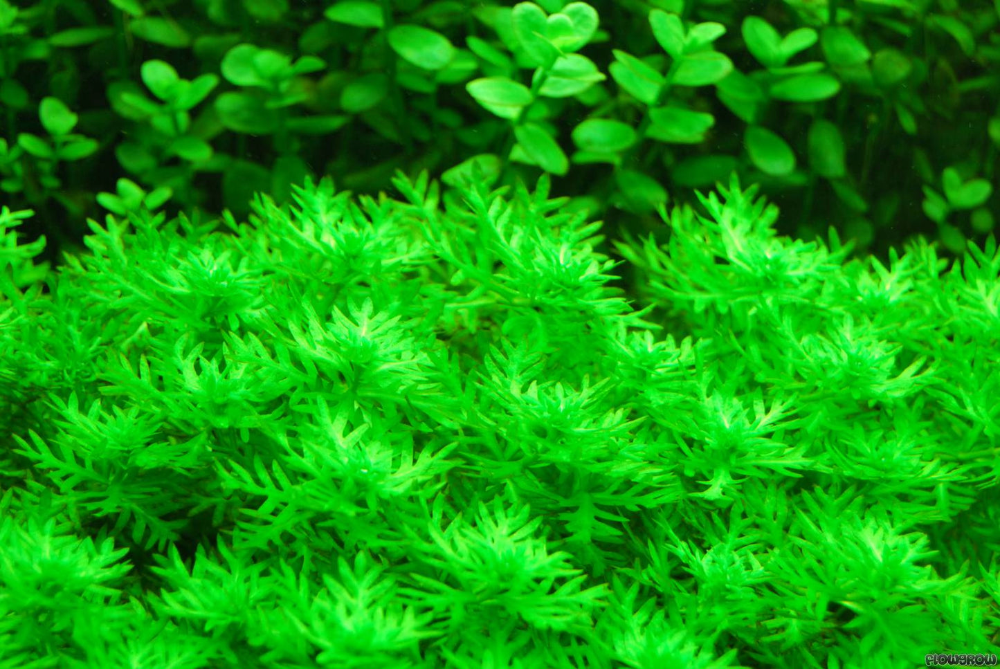 Hottonia Palustris   הוטוניה פלוסטריס
