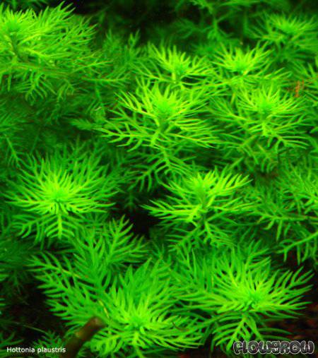 Hottonia Palustris   הוטוניה פלוסטריס