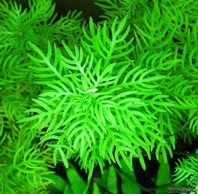 Hottonia Palustris   הוטוניה פלוסטריס