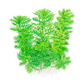 Hottonia Palustris   הוטוניה פלוסטריס