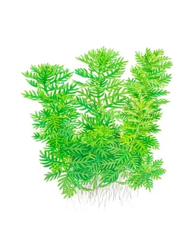 Hottonia Palustris   הוטוניה פלוסטריס