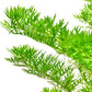 Hottonia Palustris   הוטוניה פלוסטריס