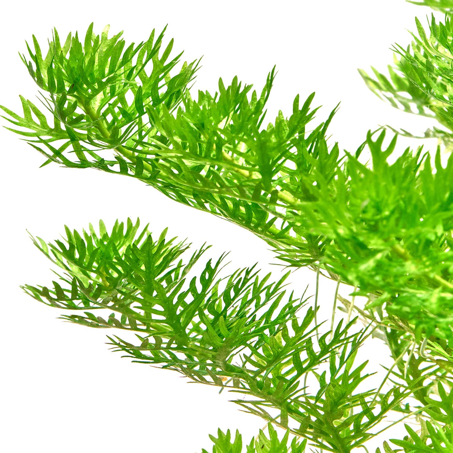 Hottonia Palustris   הוטוניה פלוסטריס