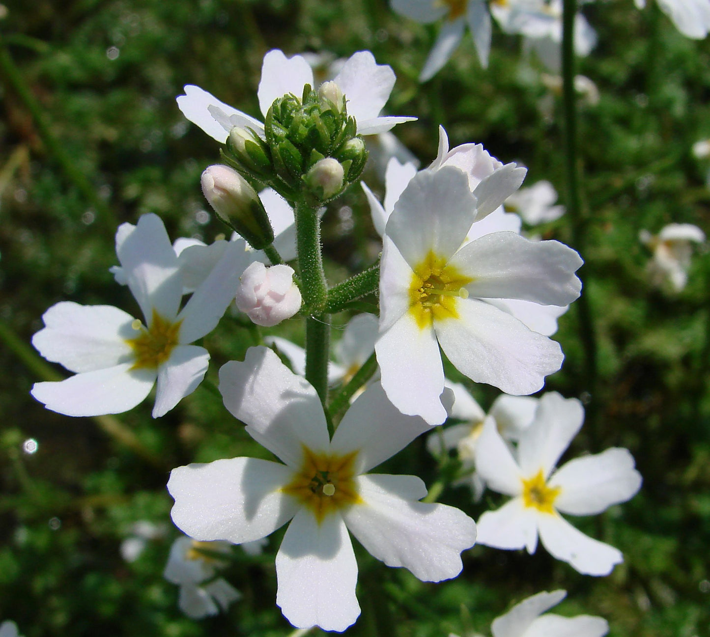 Hottonia Palustris   הוטוניה פלוסטריס