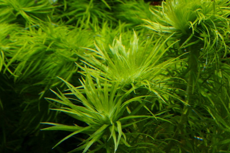 Syngonanthus “ Tonina “ sp. Manaus   סינגוננטוס ״ טונינה ״ מנאוס
