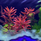 רוטלה בלאד רד  Rotala rotundifolia 'Blood Red'