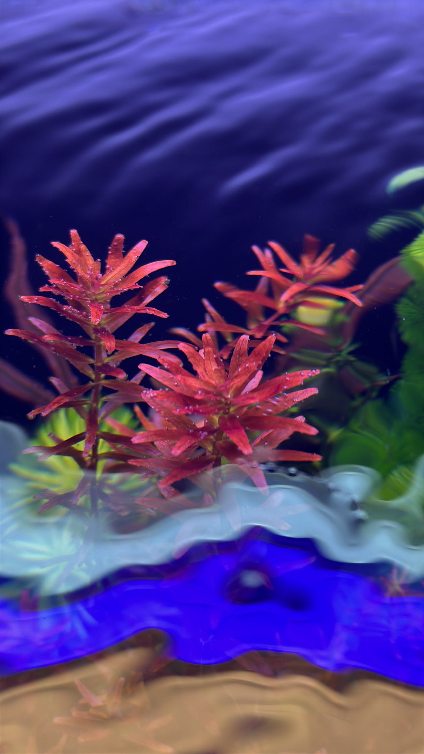 רוטלה בלאד רד  Rotala rotundifolia 'Blood Red'