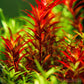 רוטלה בלאד רד  Rotala rotundifolia 'Blood Red'