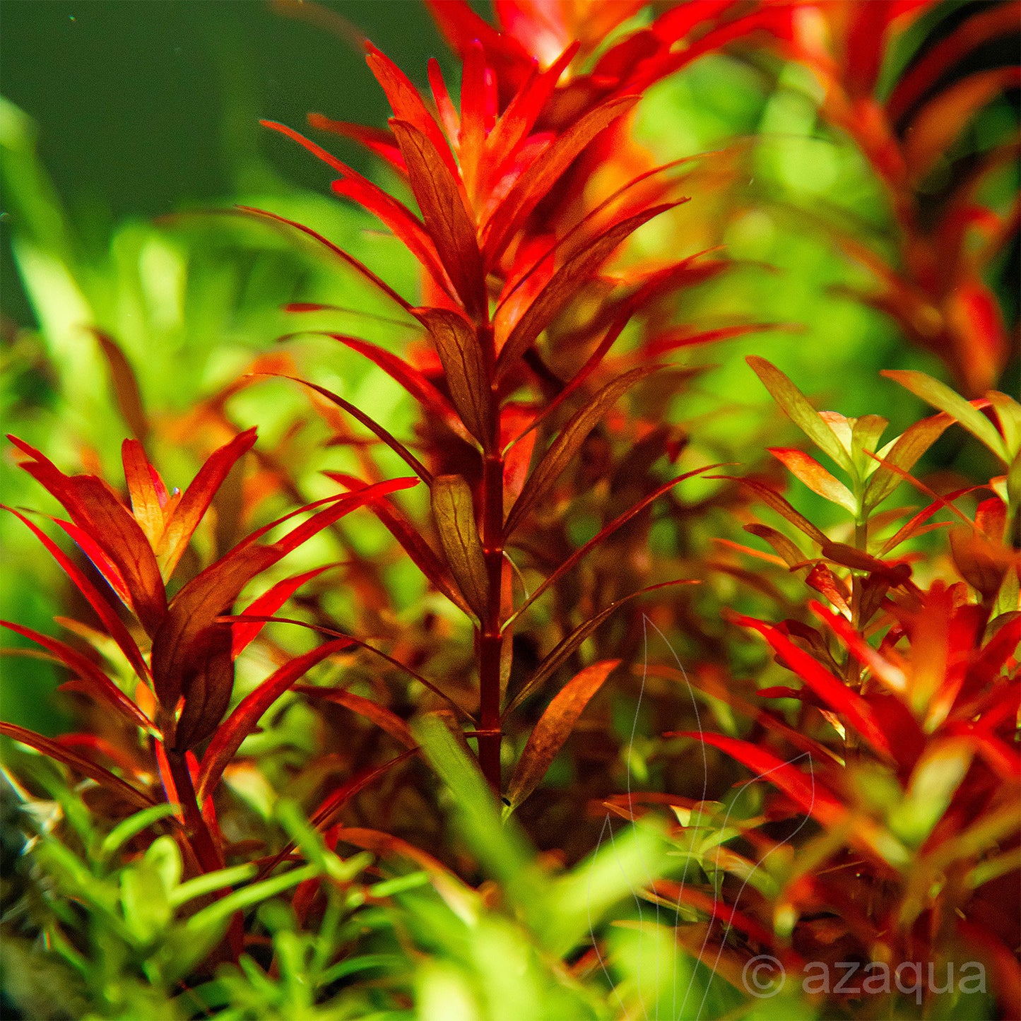 רוטלה בלאד רד  Rotala rotundifolia 'Blood Red'