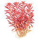 רוטלה בלאד רד  Rotala rotundifolia 'Blood Red'