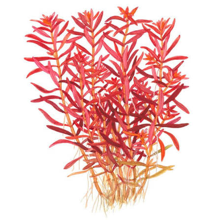 רוטלה בלאד רד  Rotala rotundifolia 'Blood Red'