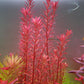 רוטלה בלאד רד  Rotala rotundifolia 'Blood Red'
