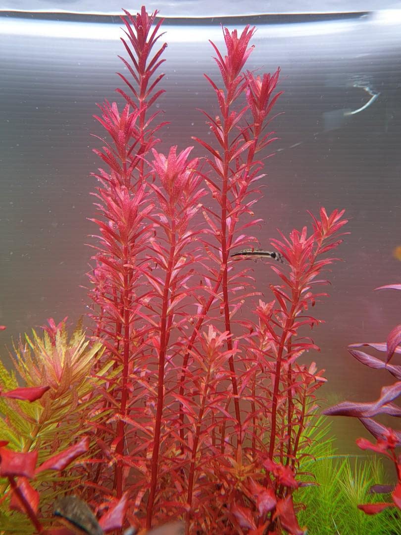 רוטלה בלאד רד  Rotala rotundifolia 'Blood Red'