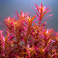 רוטלה בלאד רד  Rotala rotundifolia 'Blood Red'