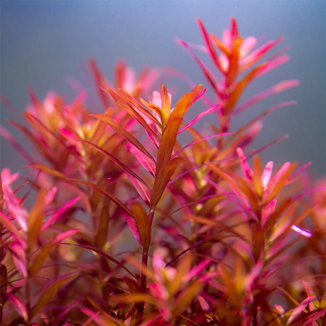 רוטלה בלאד רד  Rotala rotundifolia 'Blood Red'