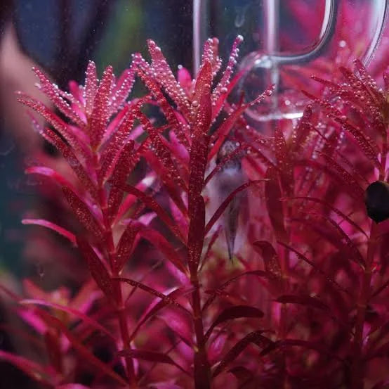 רוטלה בלאד רד  Rotala rotundifolia 'Blood Red'