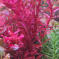 רוטלה בלאד רד  Rotala rotundifolia 'Blood Red'