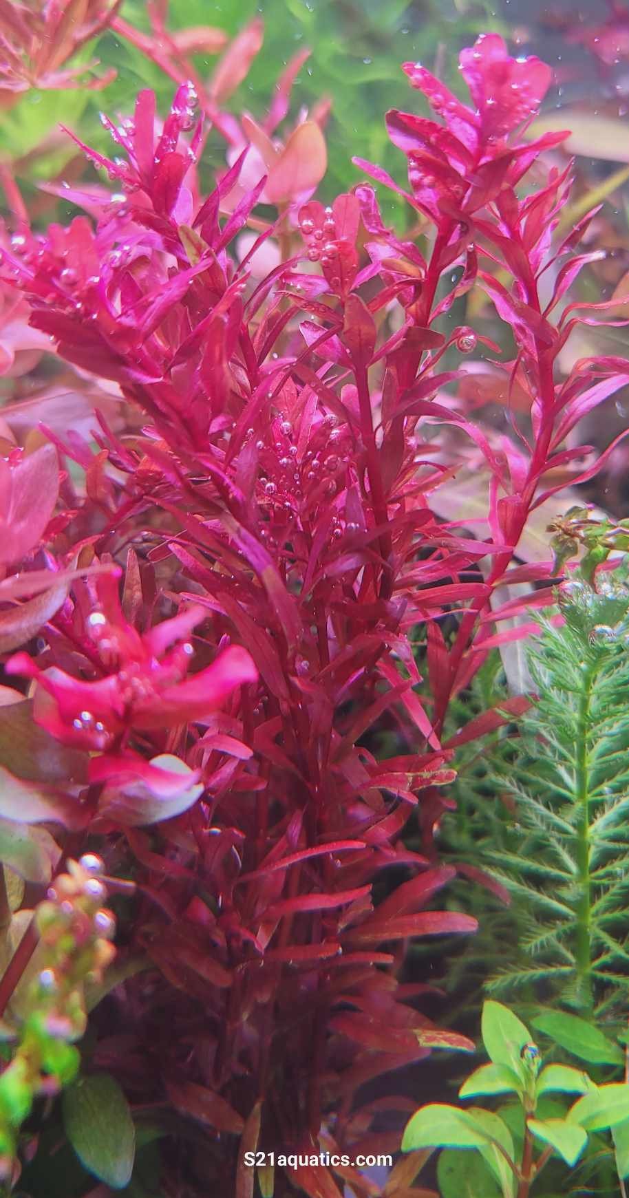 רוטלה בלאד רד  Rotala rotundifolia 'Blood Red'