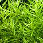 Rotala Rotundifolia sp. Green רוטלה רוטונדיפוליה אס פי גרין