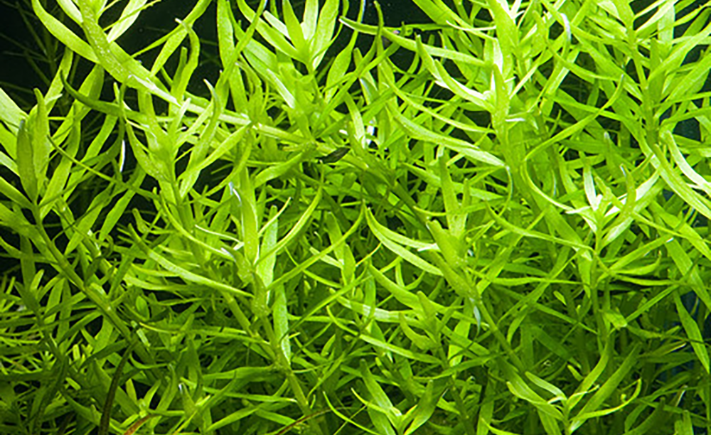 Rotala Rotundifolia sp. Green רוטלה רוטונדיפוליה אס פי גרין