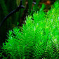 Rotala Rotundifolia sp. Green רוטלה רוטונדיפוליה אס פי גרין