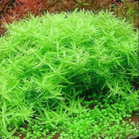 Rotala Rotundifolia sp. Green רוטלה רוטונדיפוליה אס פי גרין