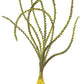 קרינום קלמיסטראטום / Crinum Calamistratum