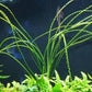 קרינום קלמיסטראטום / Crinum Calamistratum