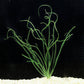 קרינום קלמיסטראטום / Crinum Calamistratum