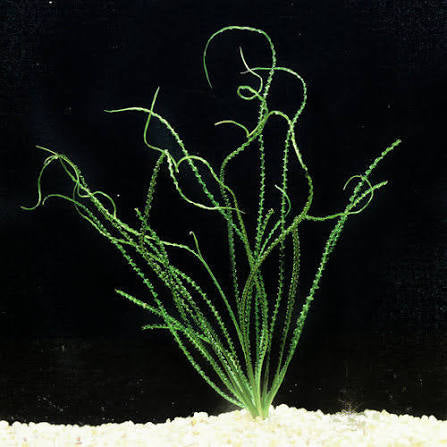קרינום קלמיסטראטום / Crinum Calamistratum