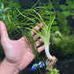 קרינום קלמיסטראטום / Crinum Calamistratum