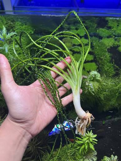 קרינום קלמיסטראטום / Crinum Calamistratum