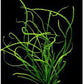 קרינום קלמיסטראטום / Crinum Calamistratum