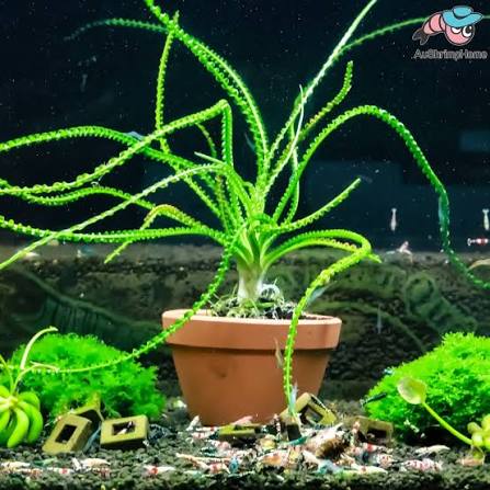 קרינום קלמיסטראטום / Crinum Calamistratum