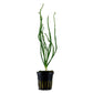 קרינום קלמיסטראטום / Crinum Calamistratum