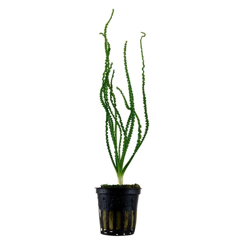 קרינום קלמיסטראטום / Crinum Calamistratum