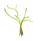 קרינום קלמיסטראטום / Crinum Calamistratum
