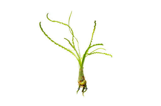 קרינום קלמיסטראטום / Crinum Calamistratum