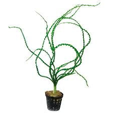 קרינום קלמיסטראטום / Crinum Calamistratum