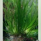 Eriocaulon Malayattoor אריוקולון מלאיאטור