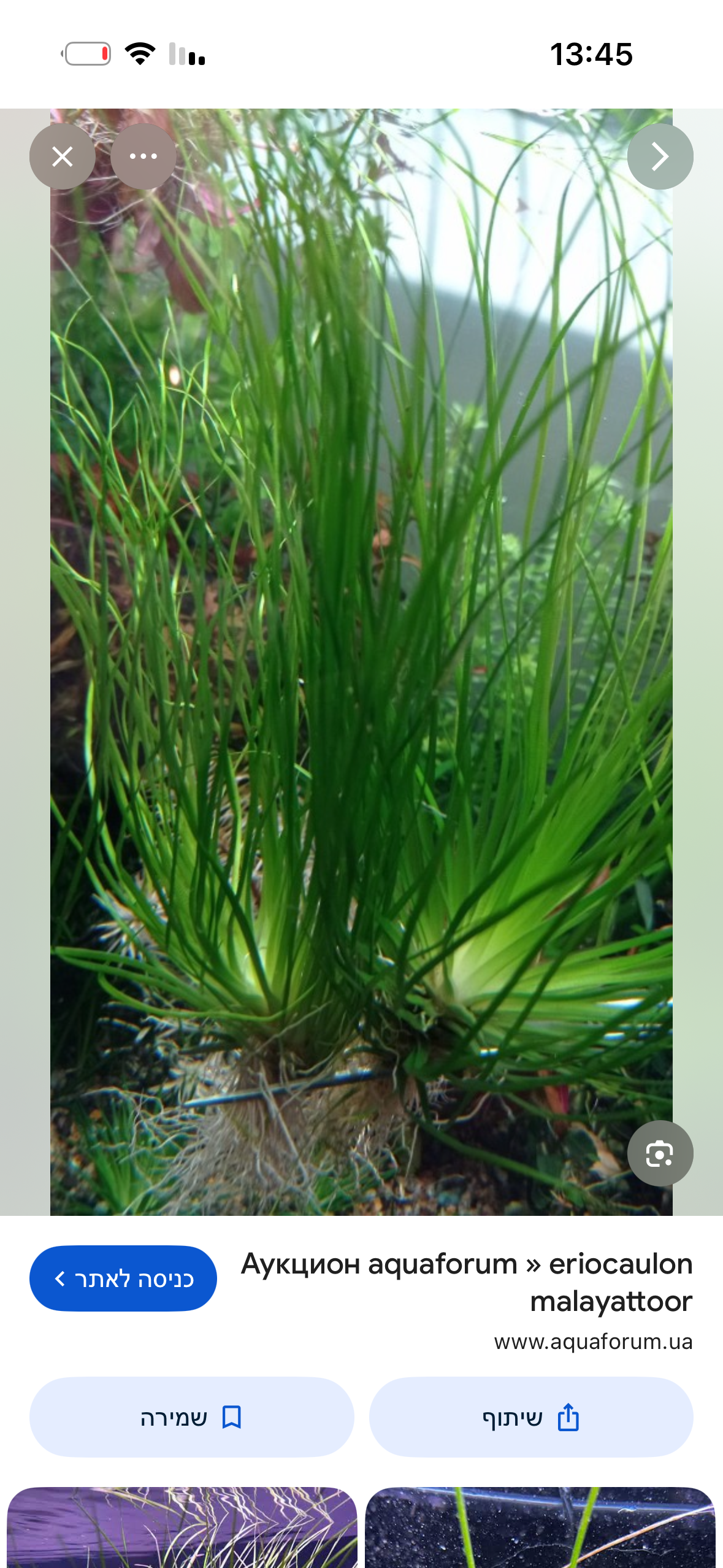 Eriocaulon Malayattoor אריוקולון מלאיאטור