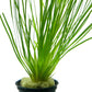 Eriocaulon Malayattoor אריוקולון מלאיאטור
