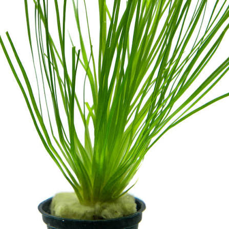 Eriocaulon Malayattoor אריוקולון מלאיאטור