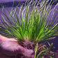 Eriocaulon Malayattoor אריוקולון מלאיאטור