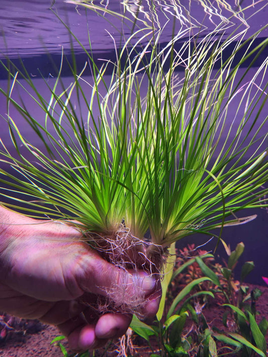 Eriocaulon Malayattoor אריוקולון מלאיאטור