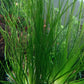 Eriocaulon Malayattoor אריוקולון מלאיאטור